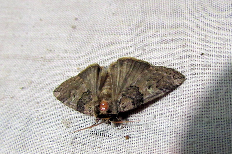Tethea or - bélyeges pihésszövő