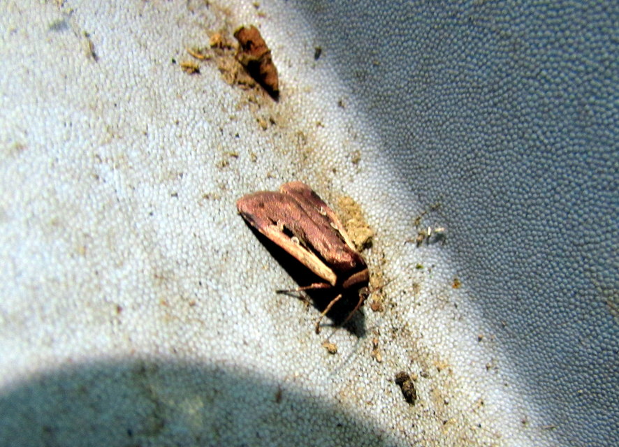 Ochropleura plecta - fehérszegélyű fűbagoly