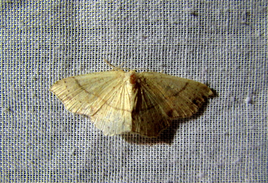 Cyclophora punctaria - sávos pettyesaraszoló