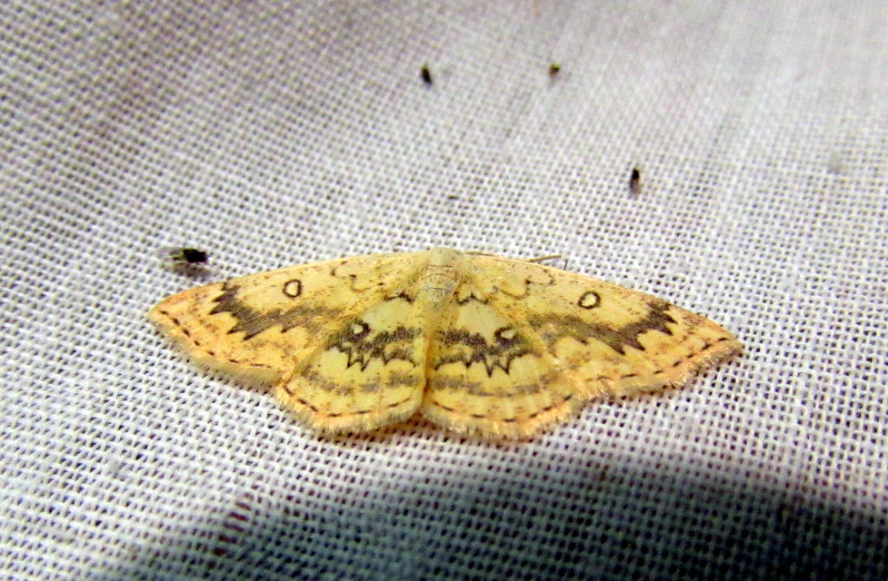 Cyclophora annularia - gyűrűs pettyesaraszoló