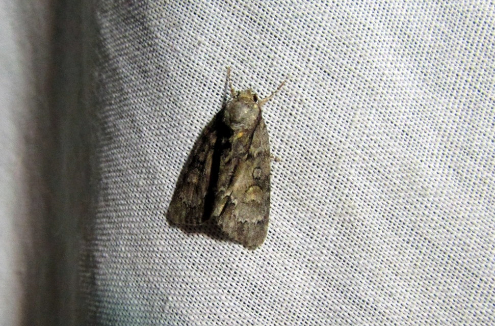 Acronicta strigosa - kis szigonyosbagoly