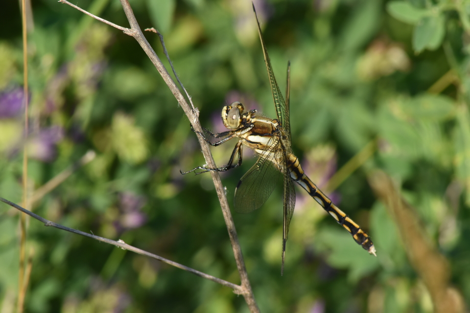 Orthetrum albistylum - fehérfarkú pásztorszitakötő