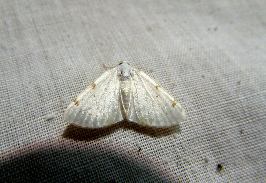 Lomographa bimaculata - kétpontos fehéraraszoló