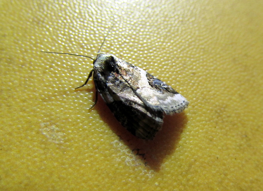 Pseudeustrotia candidula - fehéres apróbagoly