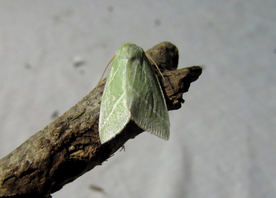 Pseudoips prasinana - bükkfa-zöldbagoly