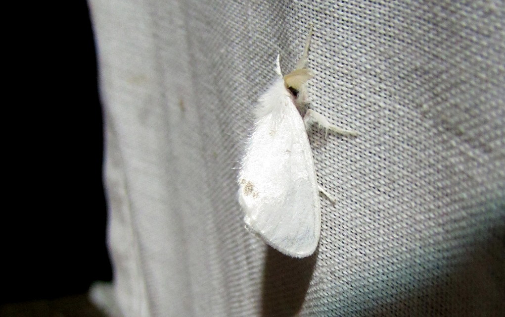 Sphrageidus similis - sárgafarú szövő
