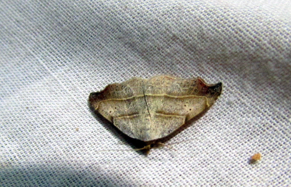 Laspeyria flexula - zuzmóbagoly
