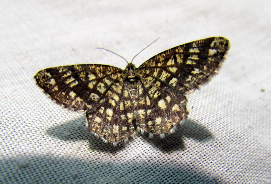 Chiasmia clathrata - rácsos rétiaraszoló
