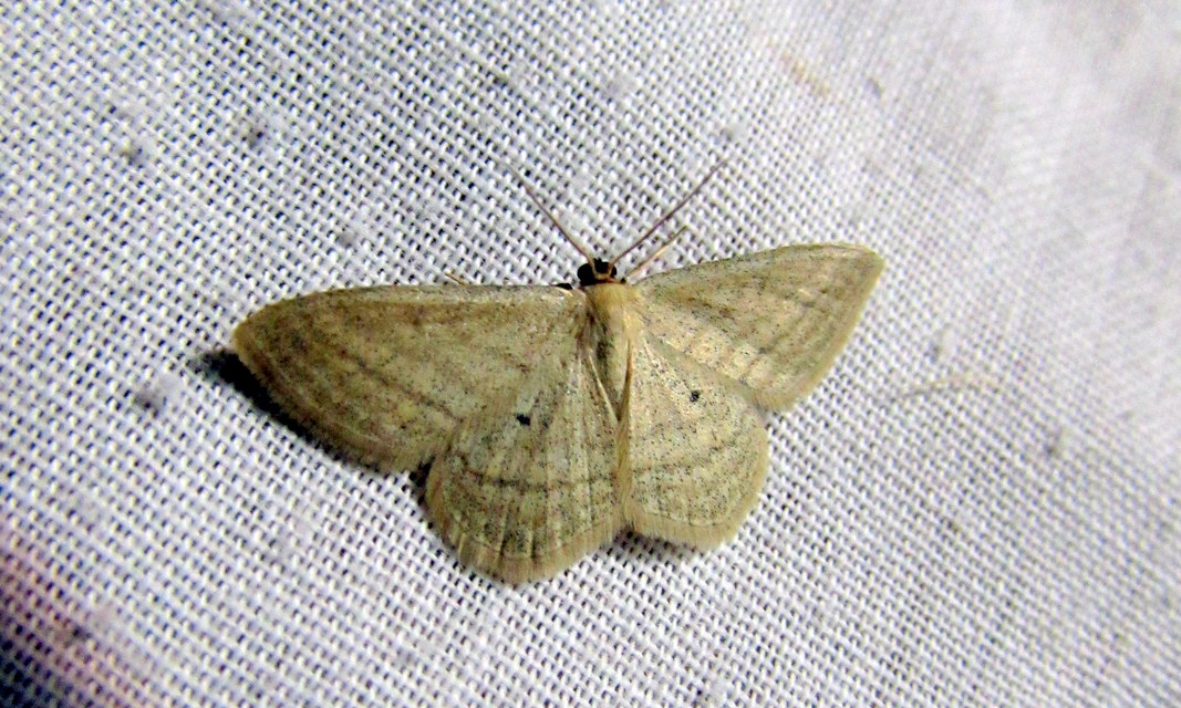Scopula virgulata - vesszős sávosaraszoló