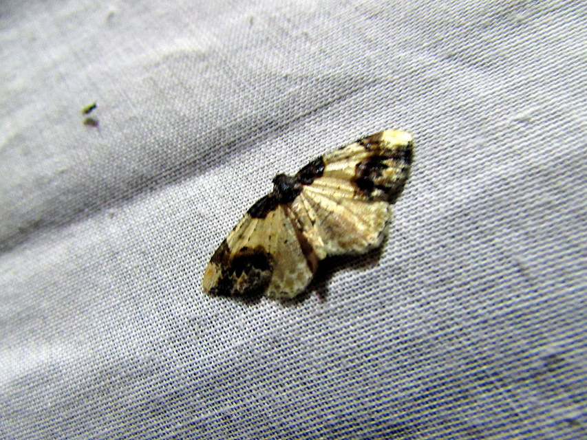 Ligdia adustata - barna levélaraszoló
