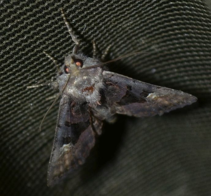 Euplexia lucipara - szeder-csipkésbagoly
