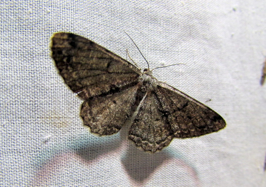 Ectropis crepuscularia - avararaszoló