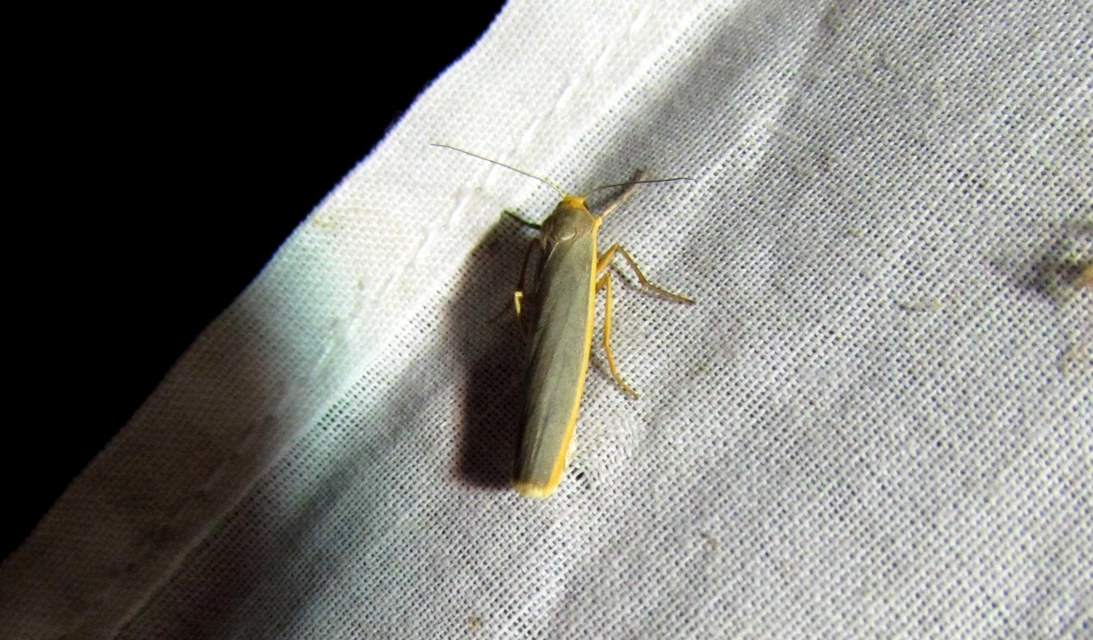 Eilema complana - közönséges zuzmószövő