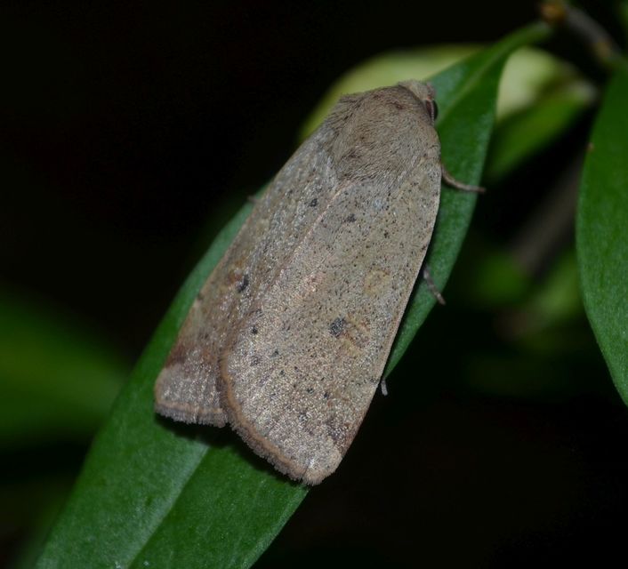 Noctua comes - kis sárgafűbagoly