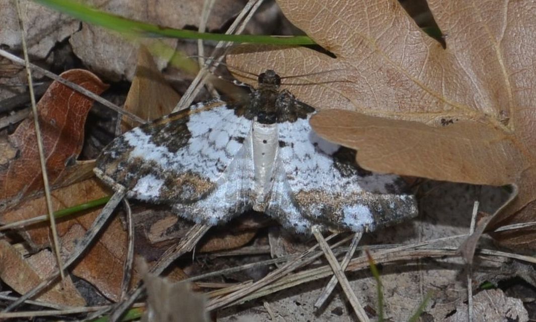 Melanthia procellata - hullámos tarkaaraszoló