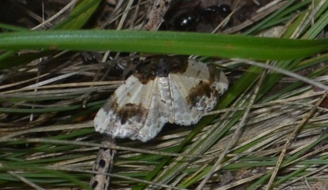 Ligdia adustata - barna levélaraszoló