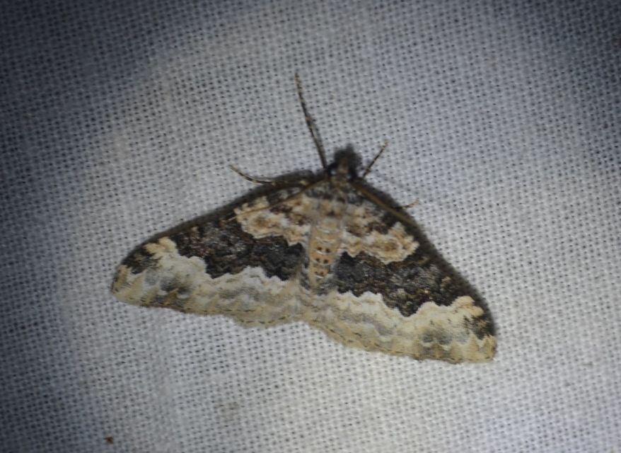 Epirrhoe galiata - sávos galajaraszoló