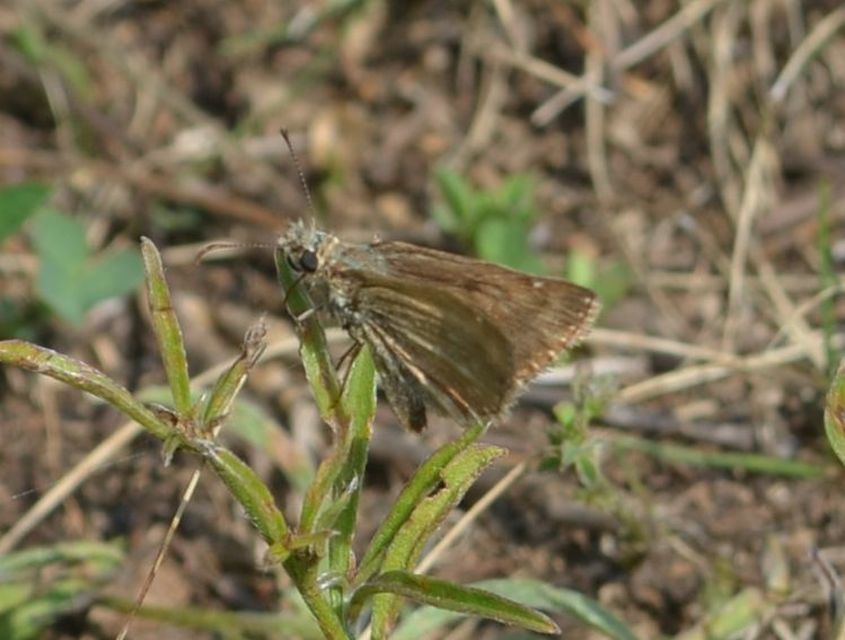 Erynnis tages - cigánylepke