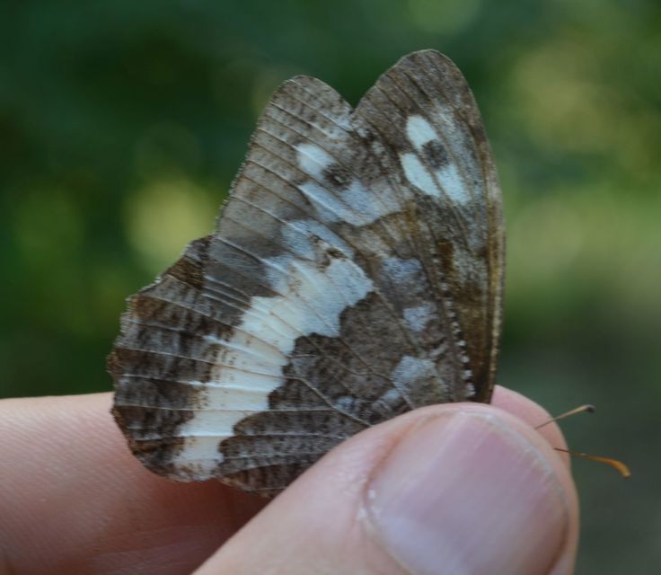 Brintesia circe - fehéröves szemeslepke