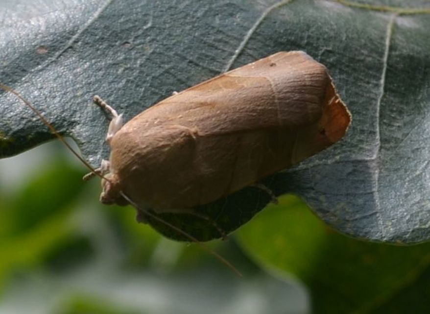 Noctua fimbriata - szélessávú sárgafűbagoly