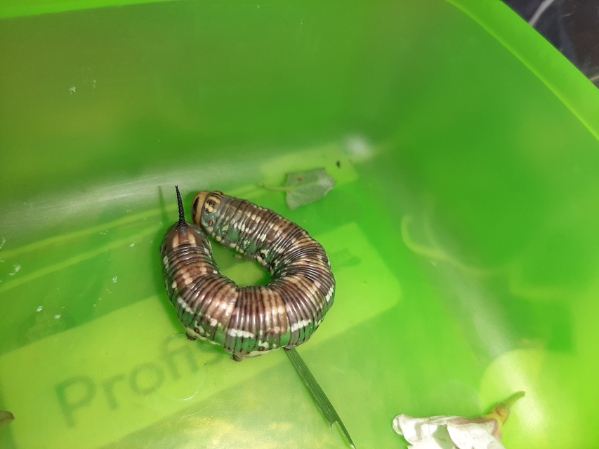 Hyloicus pinastri - fenyőszender