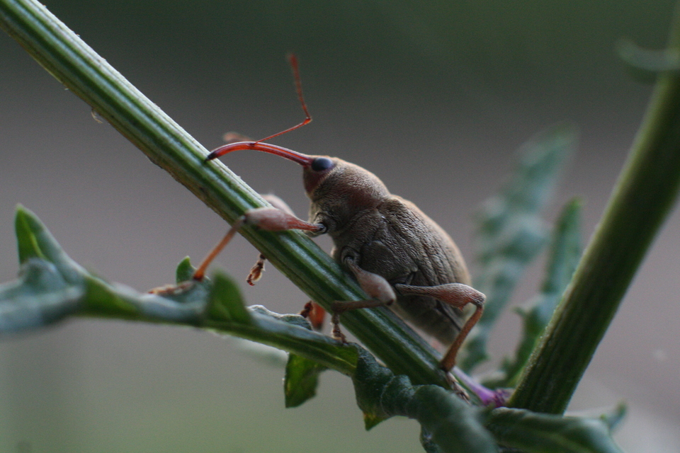 Curculio elephas - gesztenyezsuzsóka
