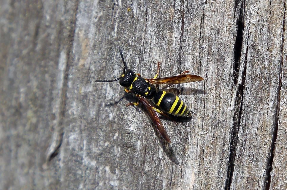 Ancistrocerus