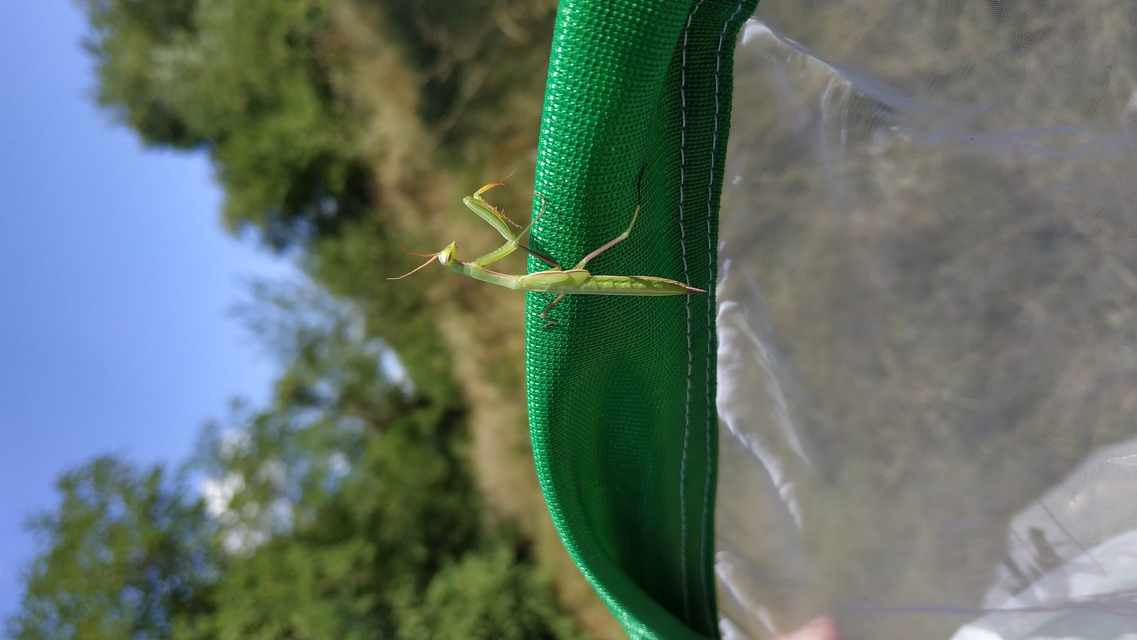 Mantis religiosa - imádkozósáska