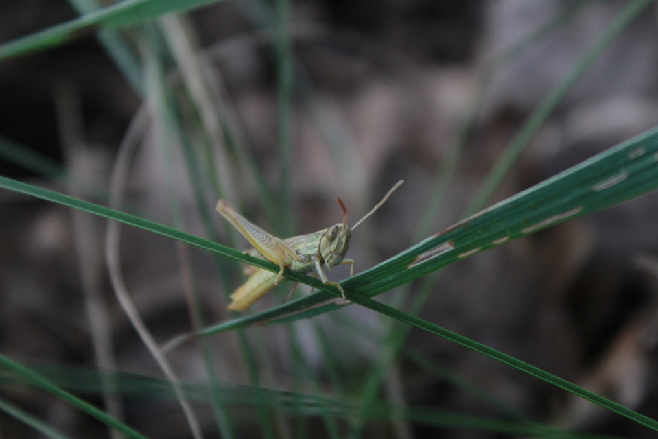 Euchorthippus declivus - rövidszárnyú rétisáska
