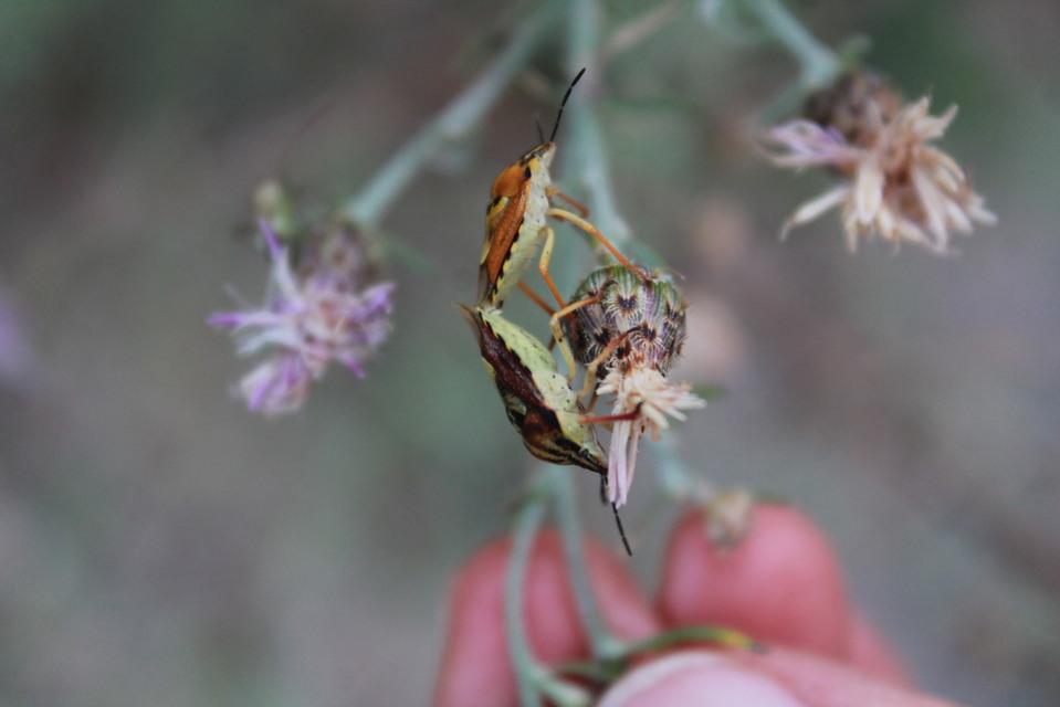 Carpocoris Carpocoris