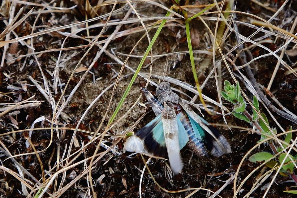 Oedipoda caerulescens - kékszárnyú sáska