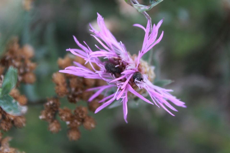 Larinus