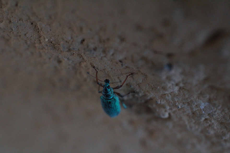 Polydrusus formosus - selymes lombormányos