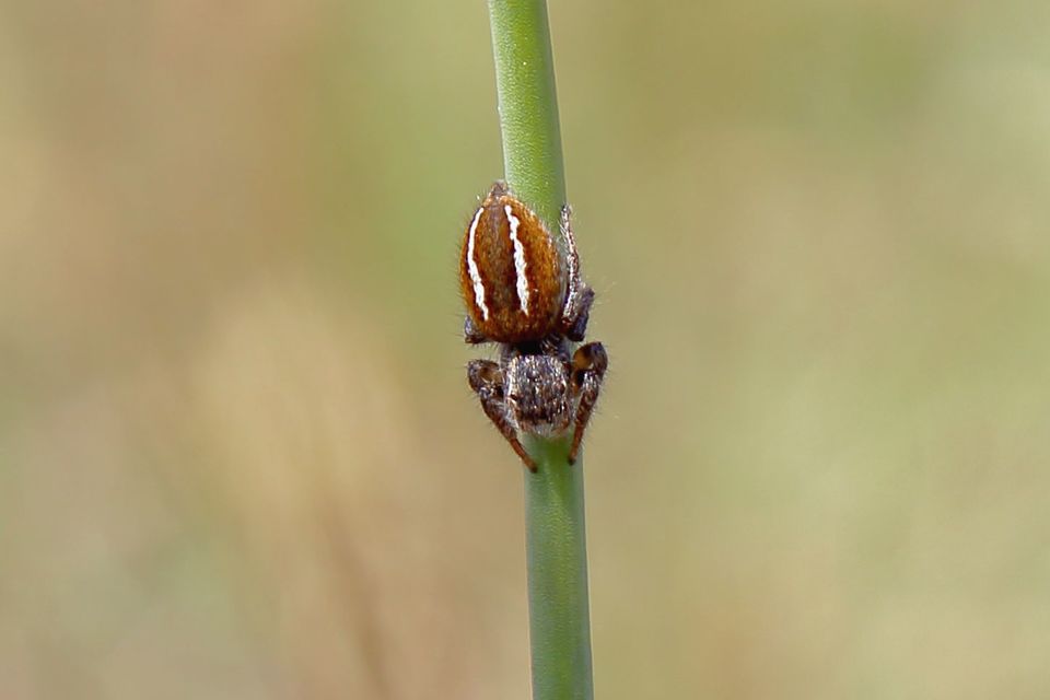 Philaeus chrysops - piros ugrópók