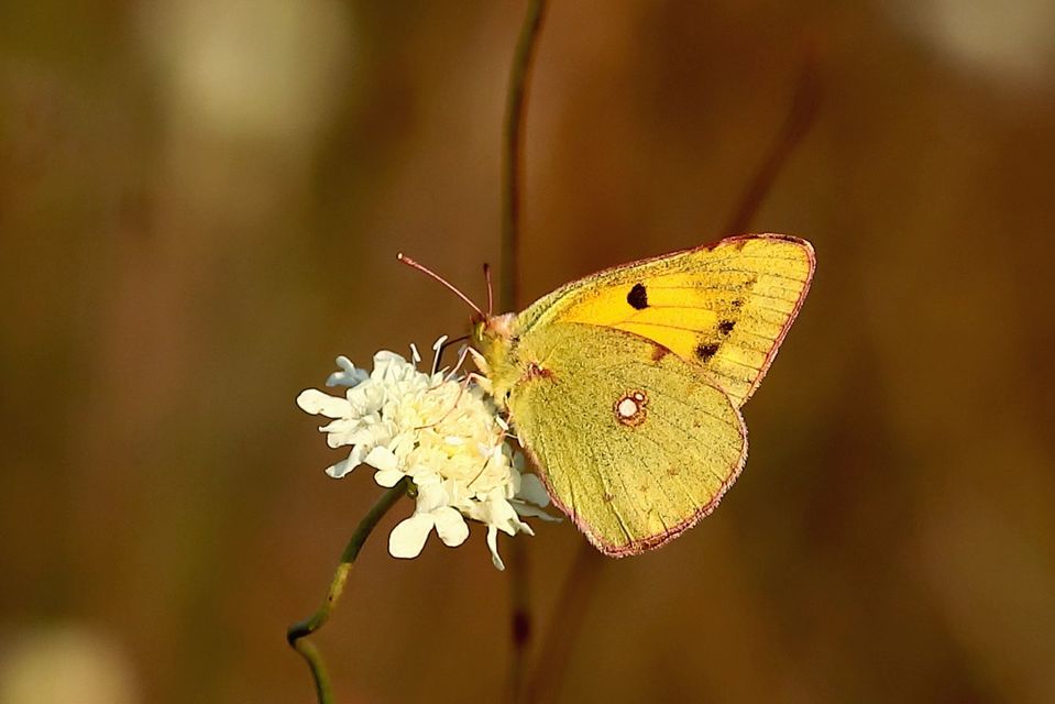 Colias croceus - sáfránylepke