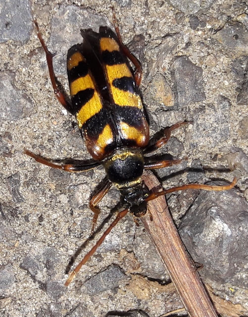Leptura aurulenta - sárgaszőrű szalagoscincér
