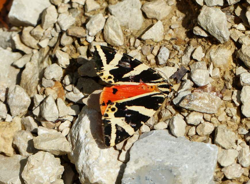 Euplagia quadripunctaria - csíkos medvelepke