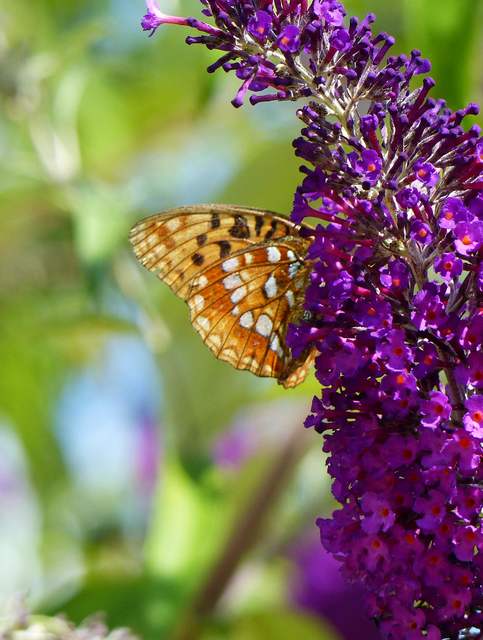 Argynnis adippe - ezüstös gyöngyházlepke