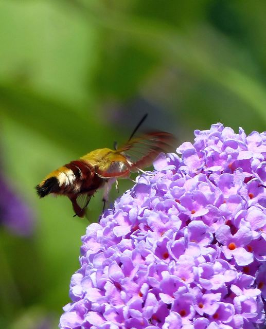 Hemaris fuciformis - dongószender