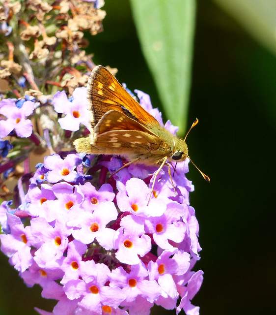 Hesperia comma - vesszős busalepke
