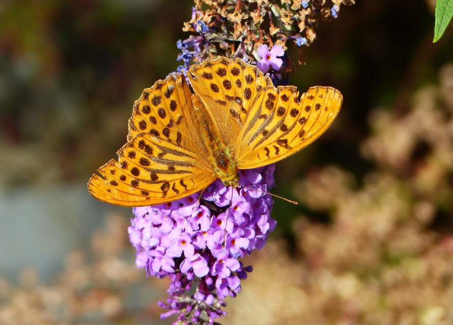 Argynnis paphia - nagy gyöngyházlepke
