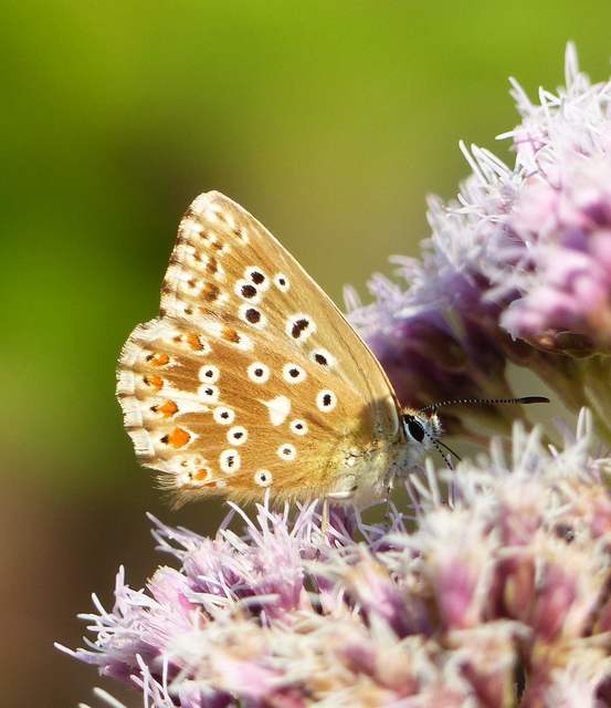 Polyommatus coridon - ezüstkék boglárka
