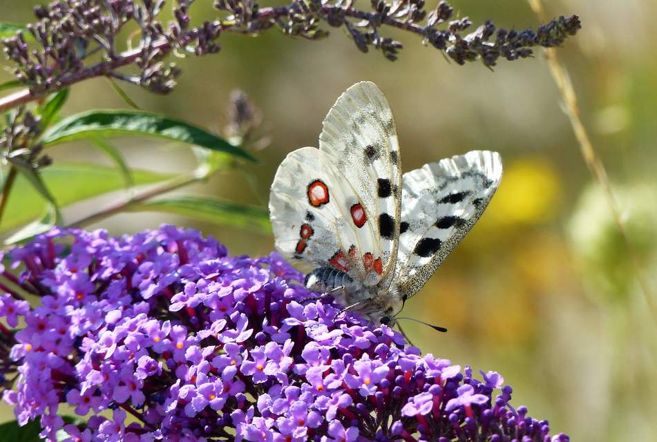 Parnassius apollo - Apollólepke