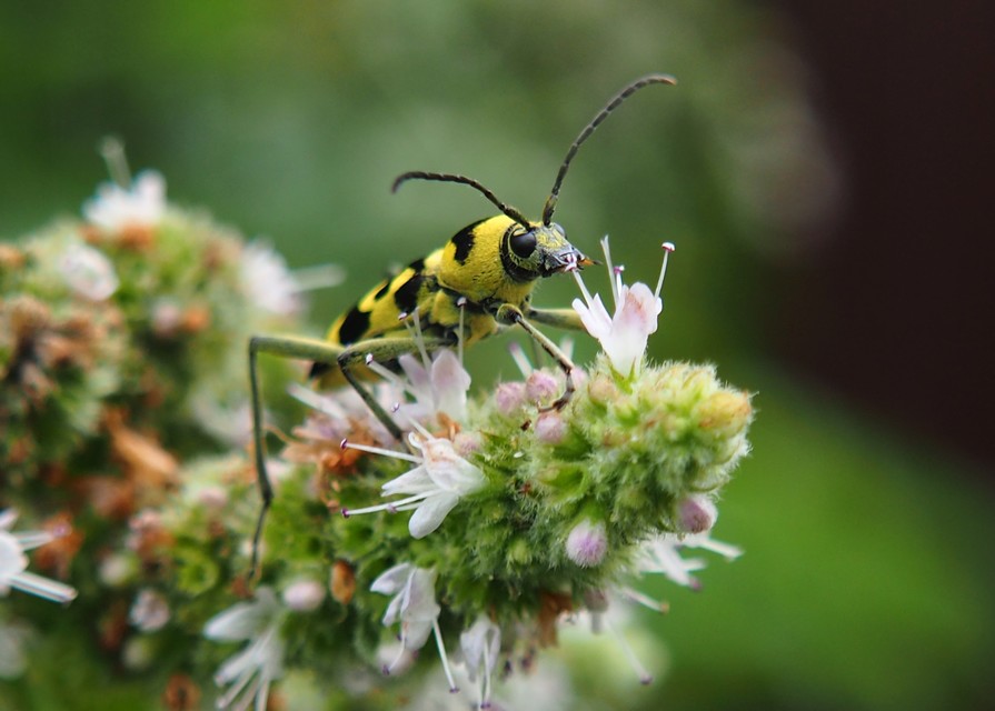 Chlorophorus varius - díszes darázscincér