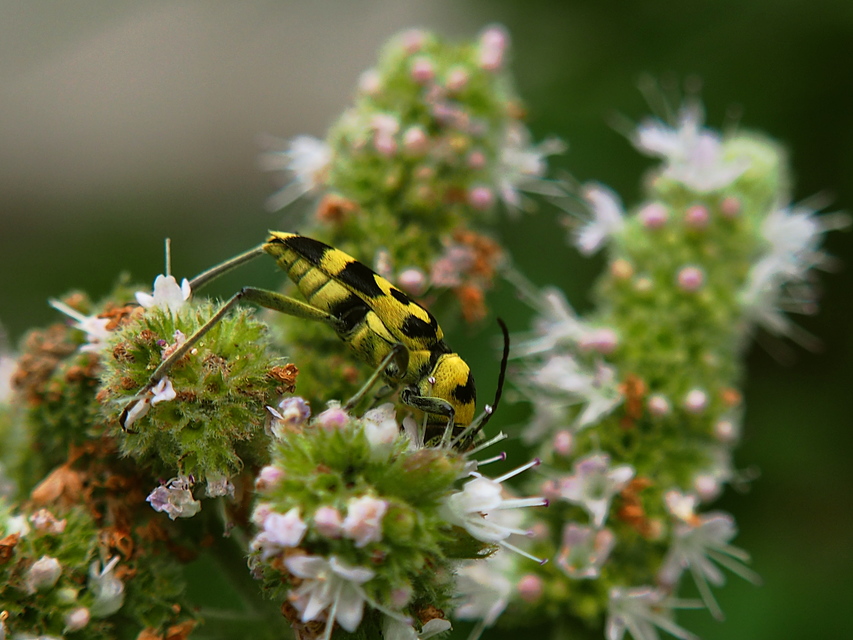 Chlorophorus varius - díszes darázscincér