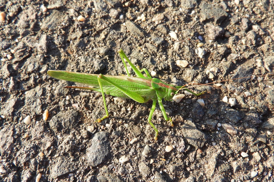 Tettigonia viridissima - zöld lombszöcske