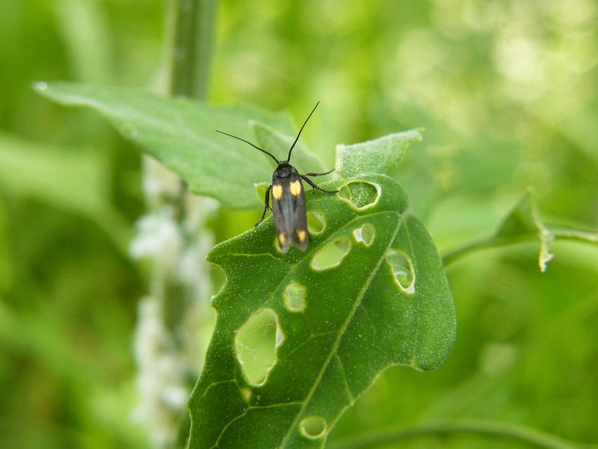 Scythris sinensis - aranyfarú zöldmoly