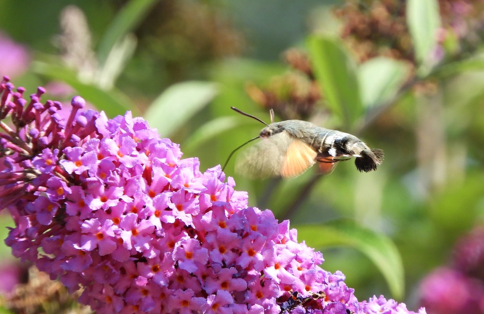 Macroglossum stellatarum - kacsafarkú szender
