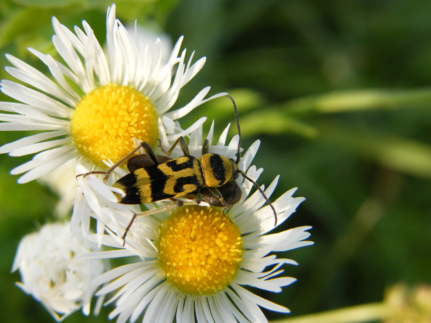 Chlorophorus varius - díszes darázscincér