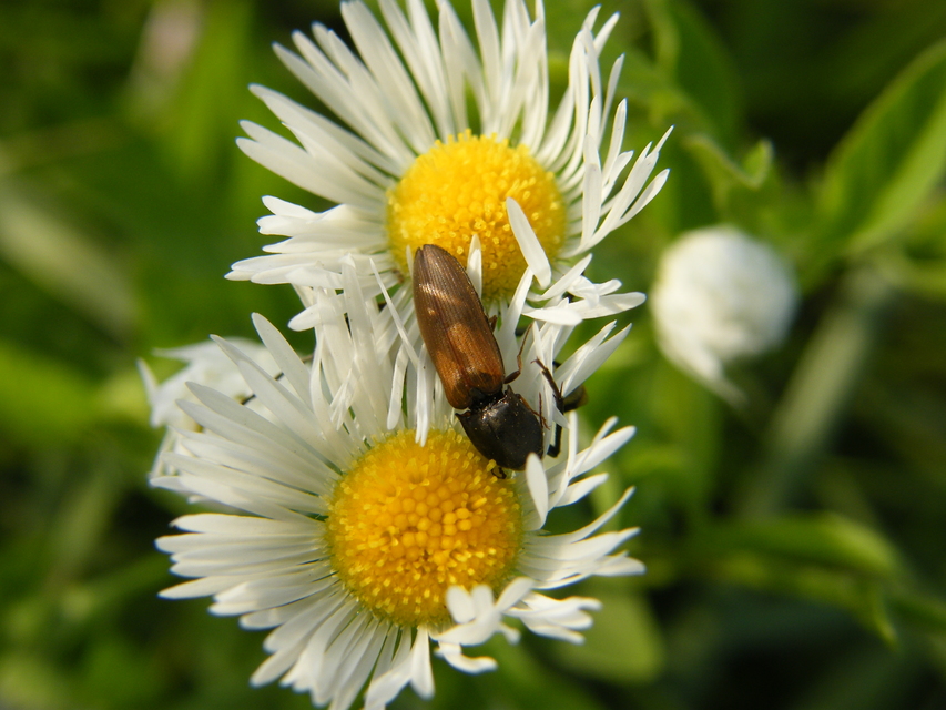 Agriotes ustulatus - mezei pattanó